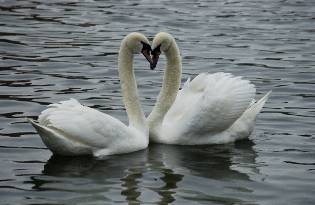 picture of two swans