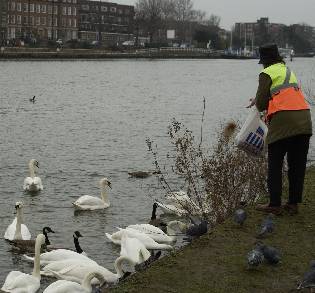 picture of person feeding swans and ducks